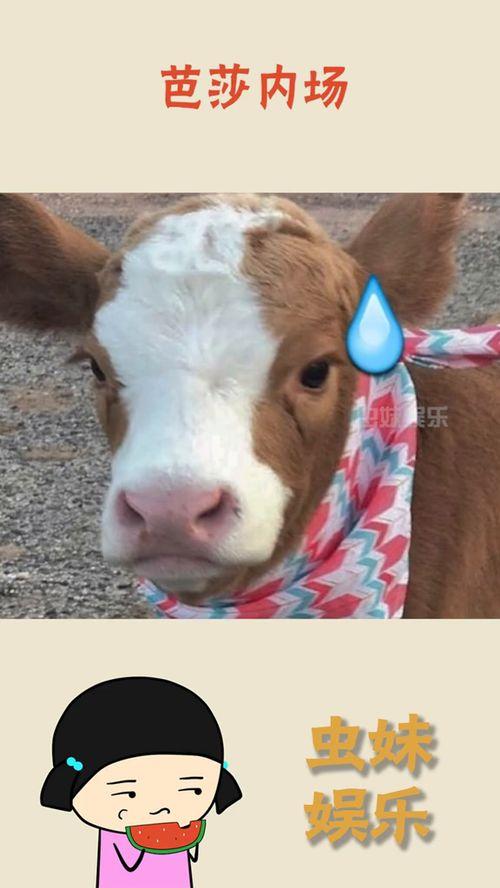 吃瓜娱乐猪